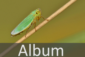 Rundkopfzikaden (Cicadomorpha)